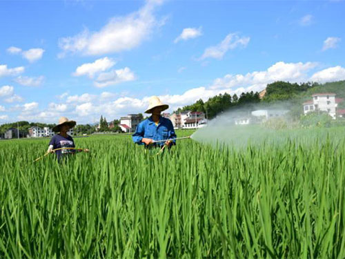 恐防有變，迎接水稻豐收季需要做好這些病蟲害預防工作