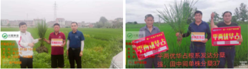平兩優(yōu)華占我們在行動，你還在等什么？