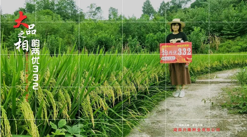 “煙花”臺風即將來襲，注意防范，加強水稻田間管理 