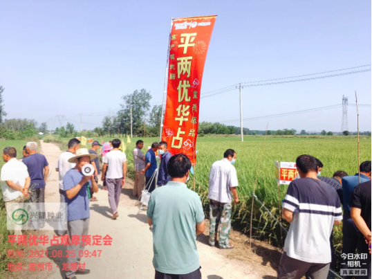 新興隆，新氣象，新未來—記滁州市平兩優(yōu)華占觀摩預訂會