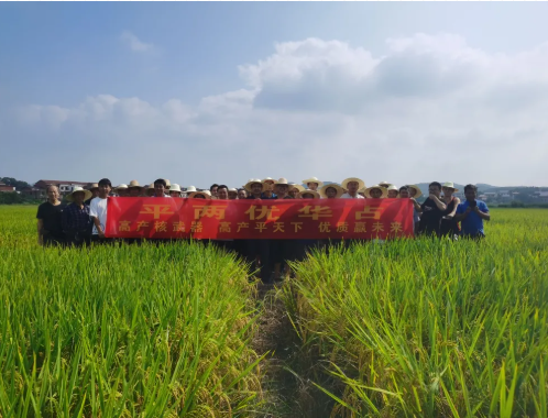 新興隆，新氣象，新未來——記平兩優(yōu)華占衡東觀摩預訂會