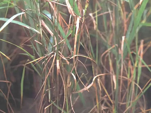 湖南興隆種業有限公司,長沙稻谷種植與銷售,長沙農作物品種的選育,長沙農業病蟲害防治服務 湖南興隆種業有限公司,長沙稻谷種植與銷售,長沙農作物品種的選育,長沙農業病蟲害防治服務