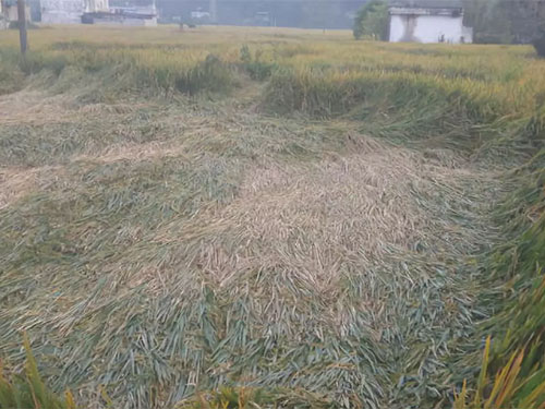 湖南興隆種業有限公司,長沙稻谷種植與銷售,長沙農作物品種的選育,長沙農業病蟲害防治服務 湖南興隆種業有限公司,長沙稻谷種植與銷售,長沙農作物品種的選育,長沙農業病蟲害防治服務