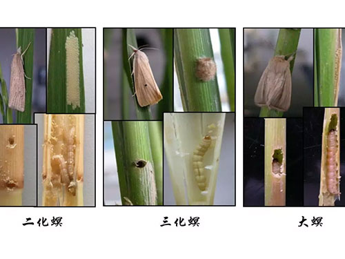 湖南興隆種業有限公司,長沙稻谷種植與銷售,長沙農作物品種的選育,長沙農業病蟲害防治服務 湖南興隆種業有限公司,長沙稻谷種植與銷售,長沙農作物品種的選育,長沙農業病蟲害防治服務