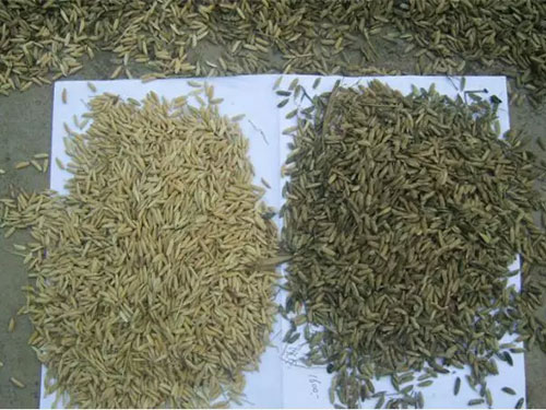 湖南興隆種業有限公司,長沙稻谷種植與銷售,長沙農作物品種的選育,長沙農業病蟲害防治服務 湖南興隆種業有限公司,長沙稻谷種植與銷售,長沙農作物品種的選育,長沙農業病蟲害防治服務