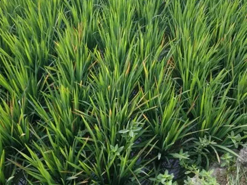 湖南興隆種業有限公司,長沙稻谷種植與銷售,長沙農作物品種的選育,長沙農業病蟲害防治服務 湖南興隆種業有限公司,長沙稻谷種植與銷售,長沙農作物品種的選育,長沙農業病蟲害防治服務