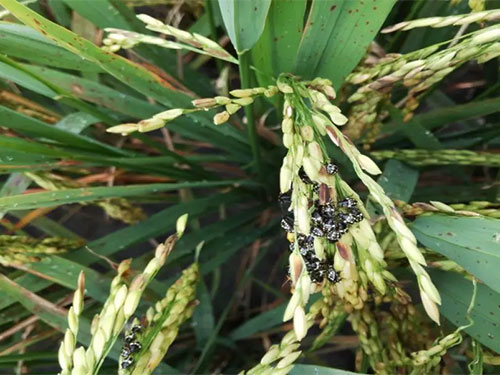 湖南興隆種業有限公司,長沙稻谷種植與銷售,長沙農作物品種的選育,長沙農業病蟲害防治服務 湖南興隆種業有限公司,長沙稻谷種植與銷售,長沙農作物品種的選育,長沙農業病蟲害防治服務