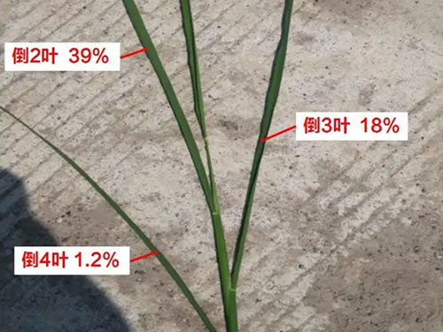 湖南興隆種業有限公司,長沙稻谷種植與銷售,長沙農作物品種的選育,長沙農業病蟲害防治服務 湖南興隆種業有限公司,長沙稻谷種植與銷售,長沙農作物品種的選育,長沙農業病蟲害防治服務