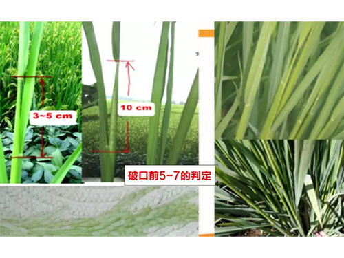 湖南興隆種業有限公司,長沙稻谷種植與銷售,長沙農作物品種的選育,長沙農業病蟲害防治服務 湖南興隆種業有限公司,長沙稻谷種植與銷售,長沙農作物品種的選育,長沙農業病蟲害防治服務