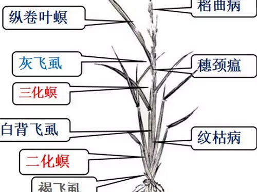 湖南興隆種業有限公司,長沙稻谷種植與銷售,長沙農作物品種的選育,長沙農業病蟲害防治服務 湖南興隆種業有限公司,長沙稻谷種植與銷售,長沙農作物品種的選育,長沙農業病蟲害防治服務