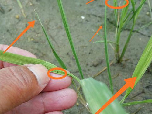 湖南興隆種業有限公司,長沙稻谷種植與銷售,長沙農作物品種的選育,長沙農業病蟲害防治服務