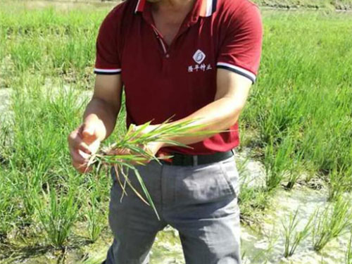 湖南興隆種業有限公司,長沙稻谷種植與銷售,長沙農作物品種的選育,長沙農業病蟲害防治服務