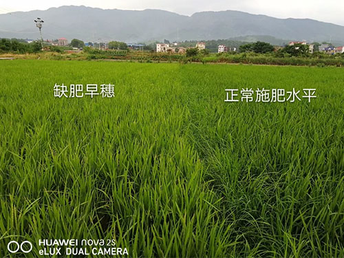 湖南興隆種業有限公司,長沙稻谷種植與銷售,長沙農作物品種的選育,長沙農業病蟲害防治服務 湖南興隆種業有限公司,長沙稻谷種植與銷售,長沙農作物品種的選育,長沙農業病蟲害防治服務