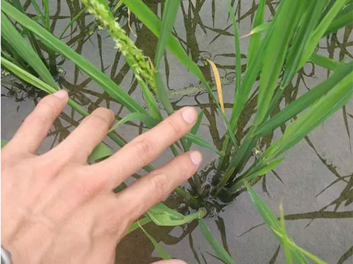 湖南興隆種業有限公司,長沙稻谷種植與銷售,長沙農作物品種的選育,長沙農業病蟲害防治服務 湖南興隆種業有限公司,長沙稻谷種植與銷售,長沙農作物品種的選育,長沙農業病蟲害防治服務
