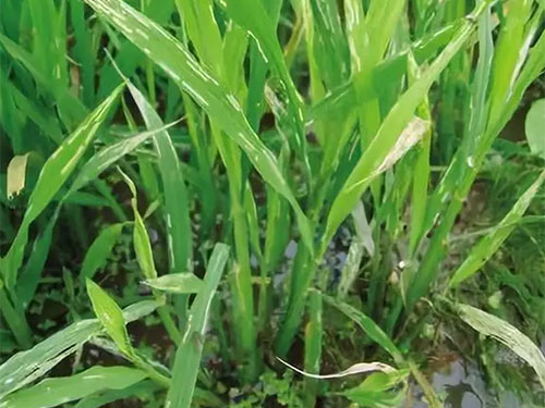 湖南興隆種業有限公司,長沙稻谷種植與銷售,長沙農作物品種的選育,長沙農業病蟲害防治服務 湖南興隆種業有限公司,長沙稻谷種植與銷售,長沙農作物品種的選育,長沙農業病蟲害防治服務