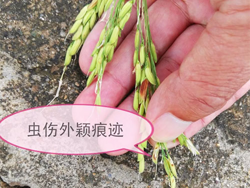 湖南興隆種業有限公司,長沙稻谷種植與銷售,長沙農作物品種的選育,長沙農業病蟲害防治服務 湖南興隆種業有限公司,長沙稻谷種植與銷售,長沙農作物品種的選育,長沙農業病蟲害防治服務