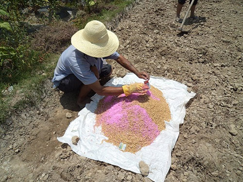 湖南興隆種業有限公司,長沙稻谷種植與銷售,長沙農作物品種的選育,長沙農業病蟲害防治服務