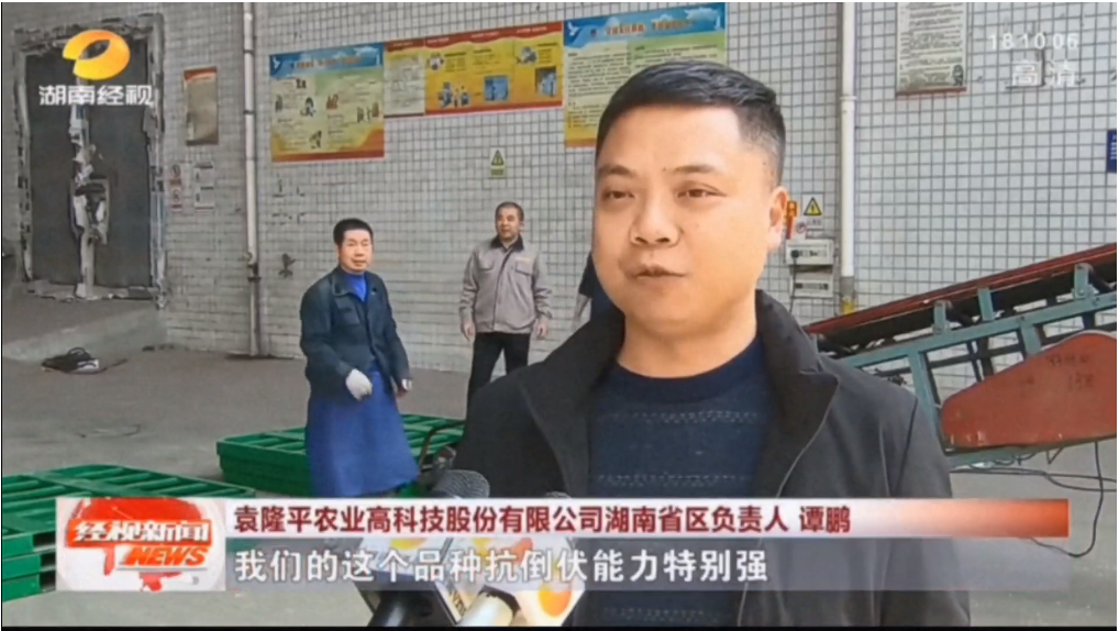 湖南興隆種業有限公司,長沙稻谷種植與銷售,長沙農作物品種的選育,長沙農業病蟲害防治服務