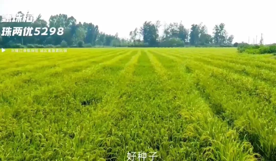 湖南興隆種業有限公司,長沙稻谷種植與銷售,長沙農作物品種的選育,長沙農業病蟲害防治服務