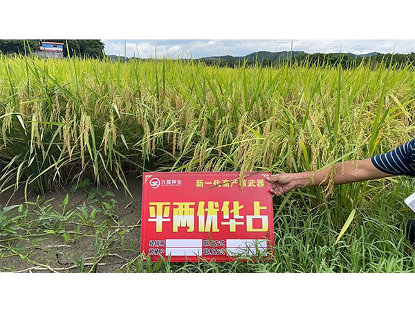 湖南興隆種業有限公司,長沙稻谷種植與銷售,長沙農作物品種的選育,長沙農業病蟲害防治服務