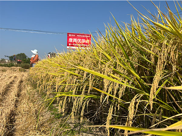 湖南興隆種業(yè)有限公司,長(zhǎng)沙稻谷種植與銷售,長(zhǎng)沙農(nóng)作物品種的選育,長(zhǎng)沙農(nóng)業(yè)病蟲害防治服務(wù)