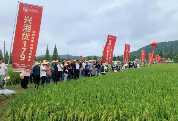 湖南興隆種業(yè)有限公司,長沙稻谷種植與銷售,長沙農(nóng)作物品種的選育,長沙農(nóng)業(yè)病蟲害防治服務(wù) 湖南興隆種業(yè)有限公司,長沙稻谷種植與銷售,長沙農(nóng)作物品種的選育,長沙農(nóng)業(yè)病蟲害防治服務(wù)
