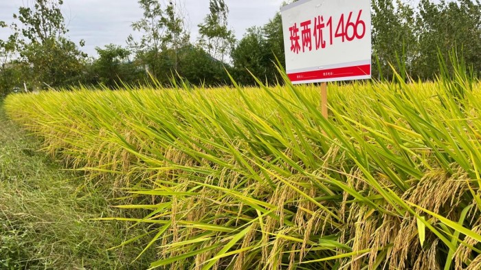 湖南興隆種業(yè)有限公司,長沙稻谷種植與銷售,長沙農(nóng)作物品種的選育,長沙農(nóng)業(yè)病蟲害防治服務(wù)