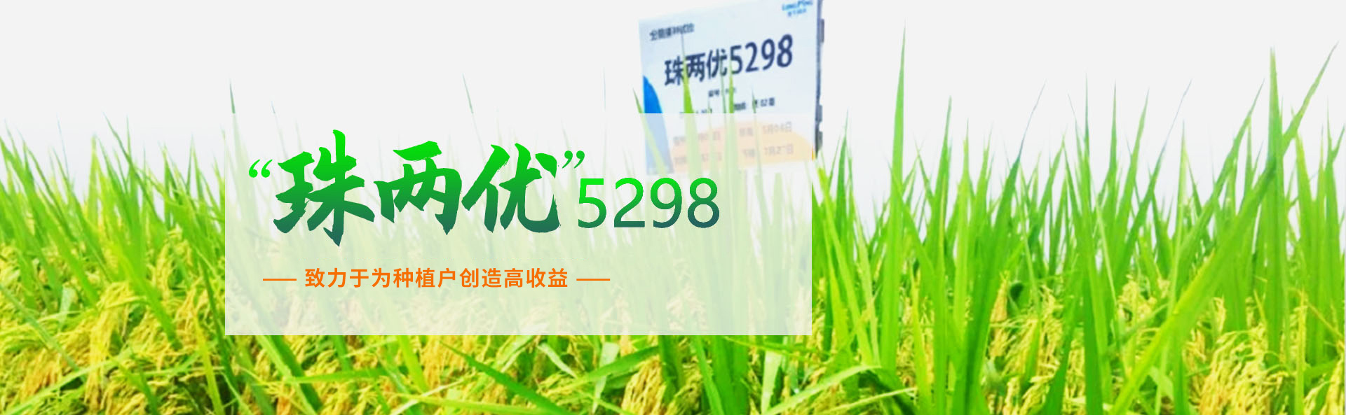 湖南興隆種業(yè)有限公司_長沙稻谷種植與銷售|長沙農(nóng)作物品種的選育