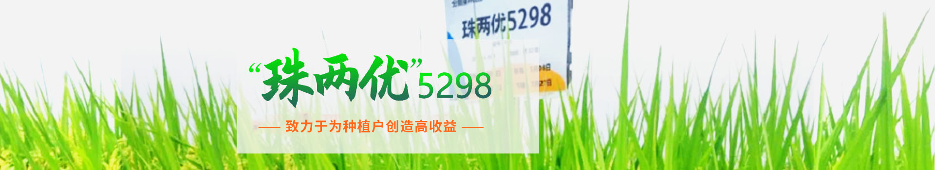 湖南興隆種業(yè)有限公司_長沙稻谷種植與銷售|長沙農(nóng)作物品種的選育