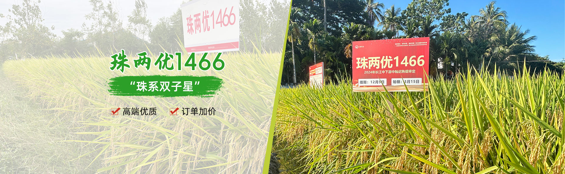 湖南興隆種業(yè)有限公司_長沙稻谷種植與銷售|長沙農(nóng)作物品種的選育