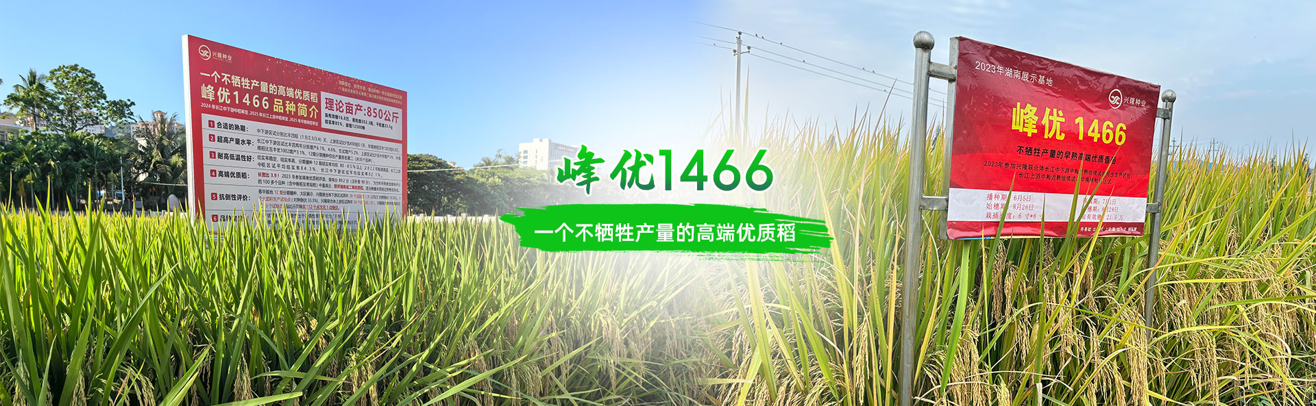 湖南興隆種業(yè)有限公司_長沙稻谷種植與銷售|長沙農(nóng)作物品種的選育