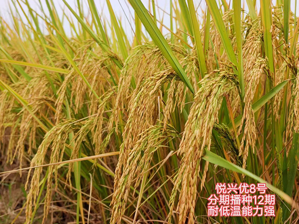 湖南興隆種業有限公司,長沙稻谷種植與銷售,長沙農作物品種的選育,長沙農業病蟲害防治服務