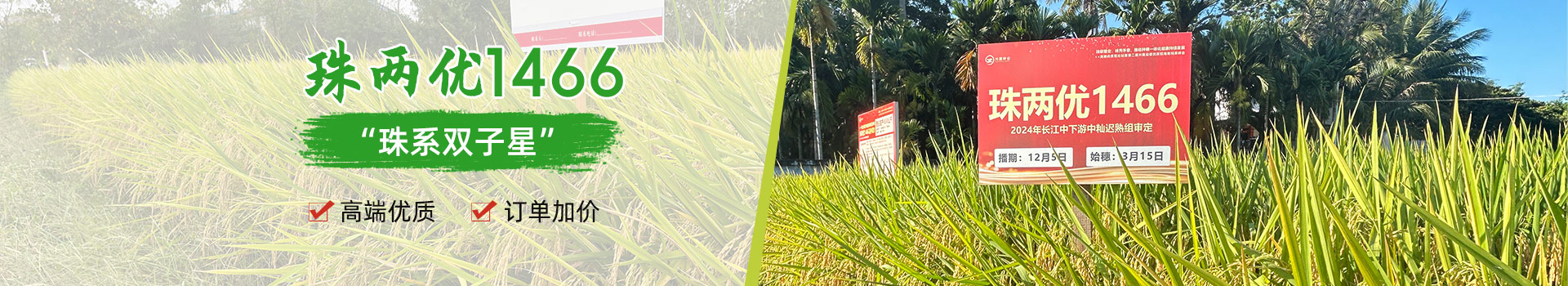 湖南興隆種業(yè)有限公司_長沙稻谷種植與銷售|長沙農(nóng)作物品種的選育