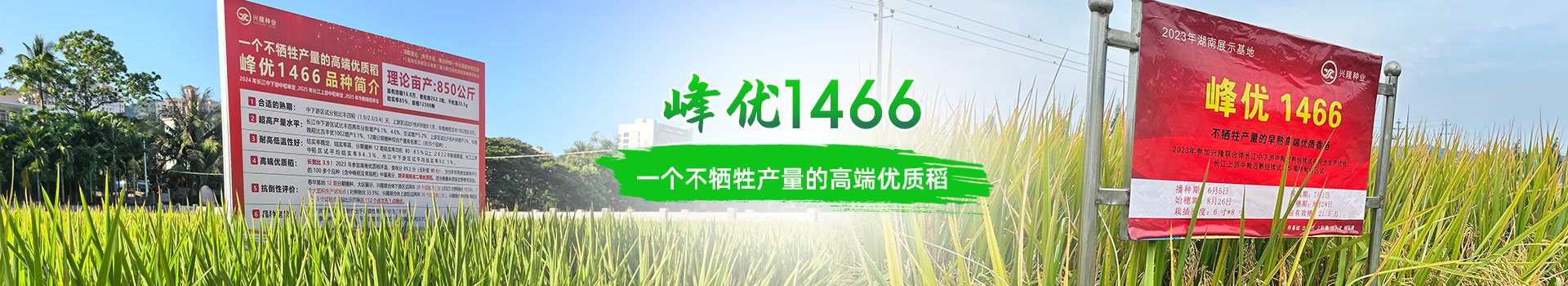 湖南興隆種業(yè)有限公司_長沙稻谷種植與銷售|長沙農(nóng)作物品種的選育